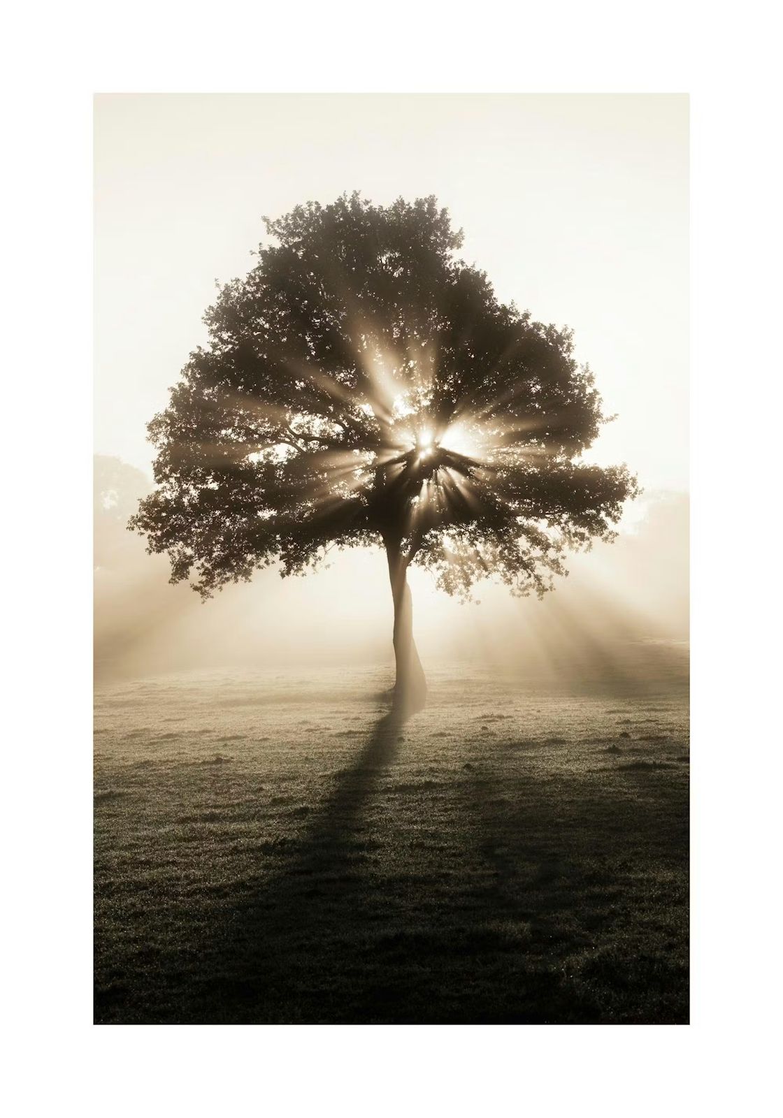 Un grand arbre baigné de lumière dans la brume du matin